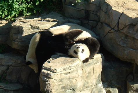 Mei Xiang and Tai Shan | National Zoo, Washington, DC | Flickr