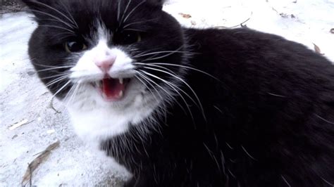 Angry tuxedo cat hisses at me again - YouTube