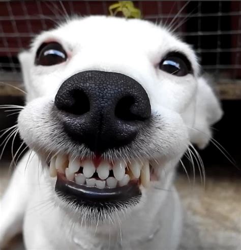 Dog Can't Stop Smiling When Grasshopper Lands on Her Head – This Dog's ...