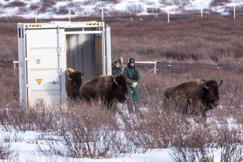 How scientists brought bison back to Banff | PBS News