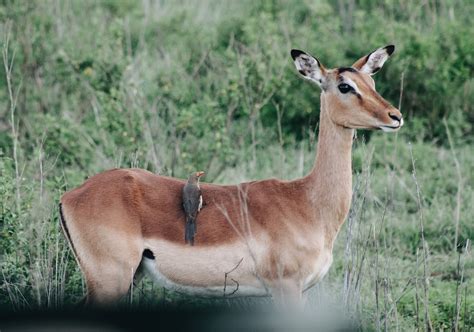 Peace Corps - LinkedIn El Salvador - Wildlife Volunteering