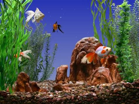 Animated Goldfish Wallpaper and Screensaver - WallpaperSafari