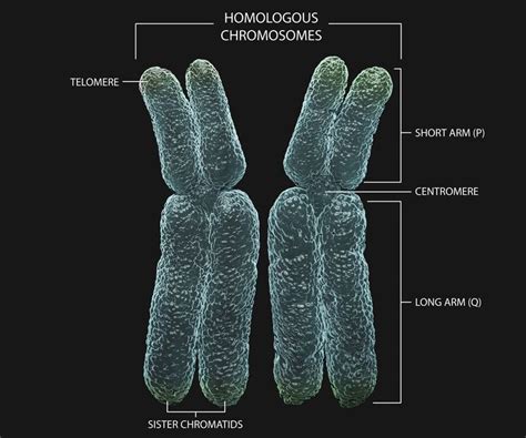 What Is a Chromatid? Biology Classroom, Biology Teacher, Biology Notes ...