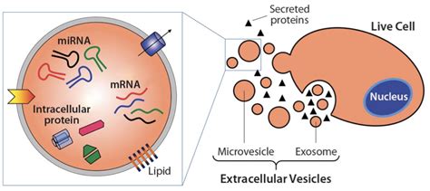 I ️ Exosomes - exRNA