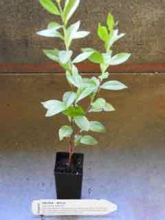 Henna plant | Lawsonia inermis - All Rare Herbs