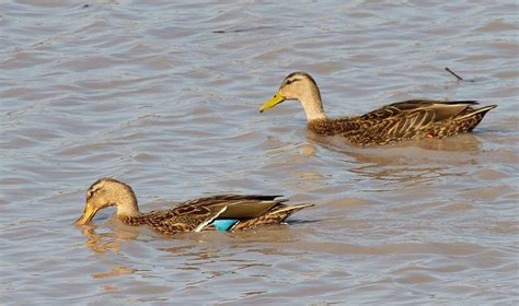 Mexican duck - Alchetron, The Free Social Encyclopedia