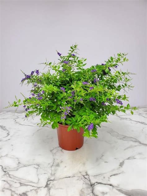 Duranta Plant Live Flowering Shrubs Garden Tropical - Etsy | Plants, Flowering bushes, Outdoor ...