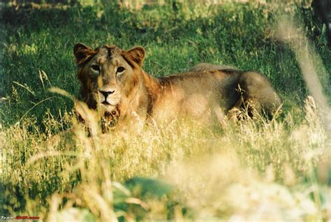 Visit to Gir forest - the only natural habitat for Asiatic Lion! - Page 2 - Team-BHP