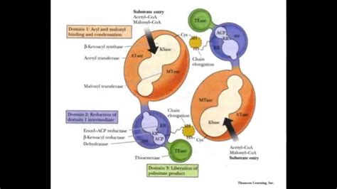 Lipid Metabolism Part 3: Fatty Acid Synthesis - YouTube