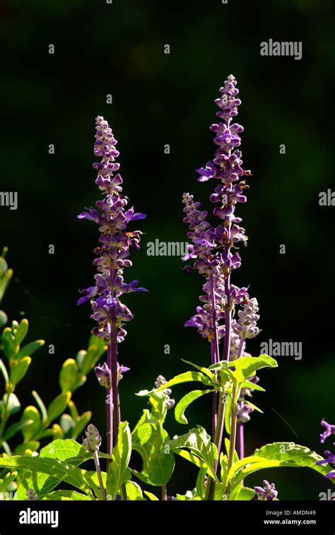 Salvia or sage flowers Stock Photo - Alamy