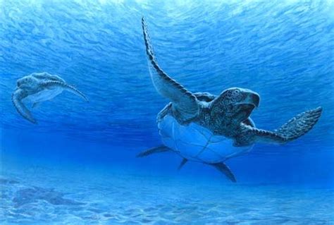 Archelon Dinosaur, Gallery | information - Dinosaur Photos | Prehistoric wildlife, Prehistoric ...