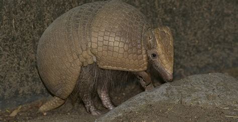 Southern Three-banded Armadillo | San Diego Zoo Wildlife Alliance