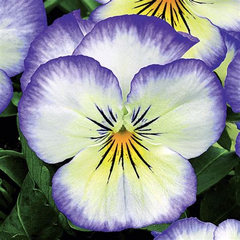 Penny Purple Picotee Viola Seeds - Annual Flower Seeds