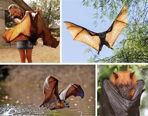 The Giant Golden-Crowned Flying Fox: Discover the World's Largest Bat ...