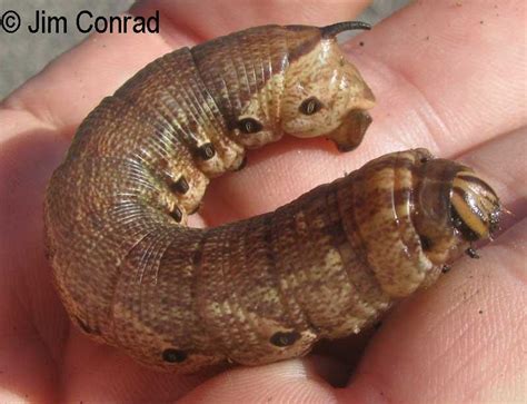 Pink-spotted hawkmoth Agrius cingulata (Fabricius, 1775) | Butterflies ...