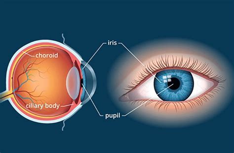 Choroid of the Eye - All About Vision