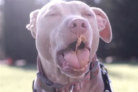 Dogs Eating Peanut Butter in Slow Motion is as Awesome as it Sounds