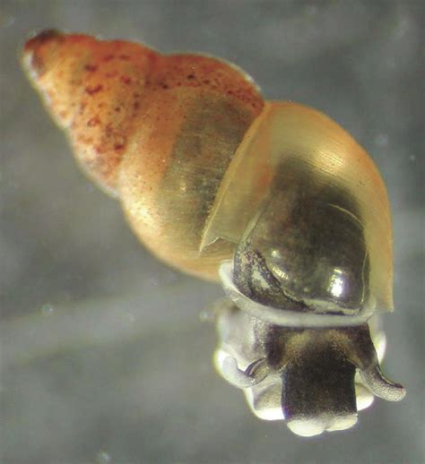 Invasive snail species found outside Colorado River | Local News Stories | havasunews.com