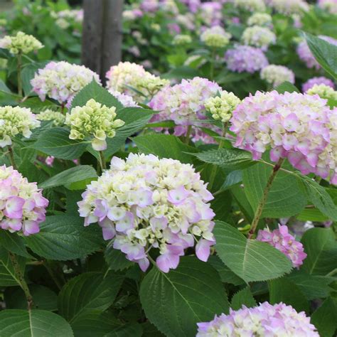 Hydrangea macrophylla 'Endless Summer - The Original' plants | Thompson ...