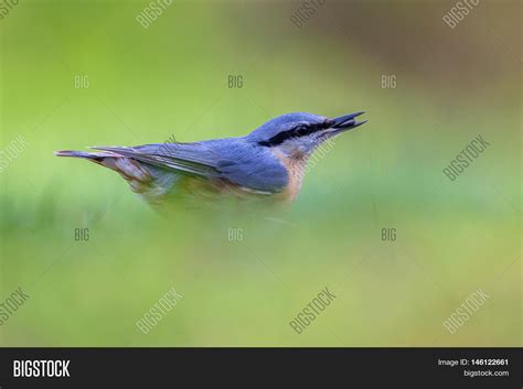 Eurasian Nuthatch Image & Photo (Free Trial) | Bigstock