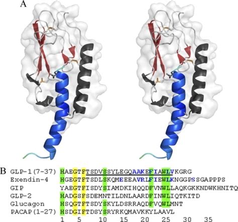 Structure of the GLP-1-bound ECD of the GLP-1R. A, stereoview of GLP-1 ...