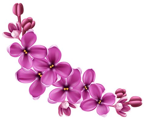 Flowers PNG Transparent Images | PNG All