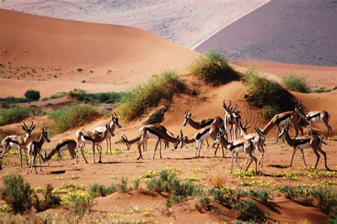 Best Budget Namibia Safari Tours 2020 | African Budget Safaris