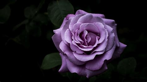 Purple Rose HD Wallpapers | HD Wallpapers | ID #32626