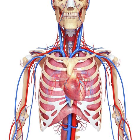 Human Chest Anatomy By Leonello Calvetti/science Photo Library ...