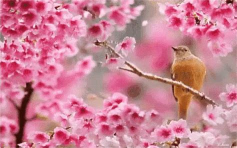 Flores Pétalos Pájaro Ya Es Primavera GIF - Flores YaEsPrimavera Petalos - Discover & Share GIFs