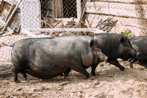 Household a Large Black Pigs in Farm. Pig Farming is Raising and Stock ...