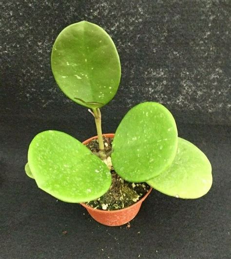 Hoya obovata | Hoya obovata, Rare plants, Order plants online