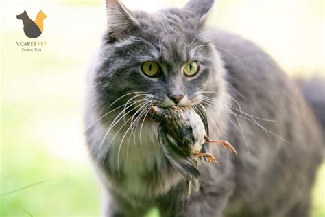 Do Cats Eat Birds? Understanding Cat-Bird Relationship! - VCaresPet