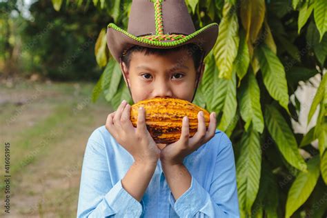 Fresh cocoa pods in the hands of farmers Stock Photo | Adobe Stock