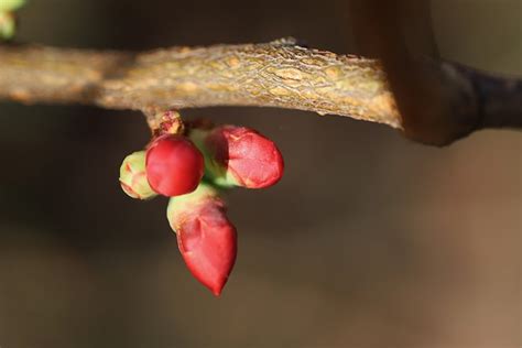 Japanese Quince Ornamental - Free photo on Pixabay