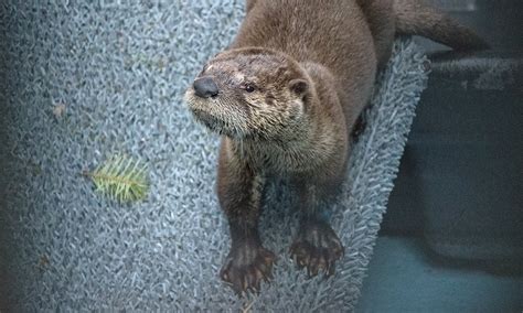 Orphaned River Otter - PAWS