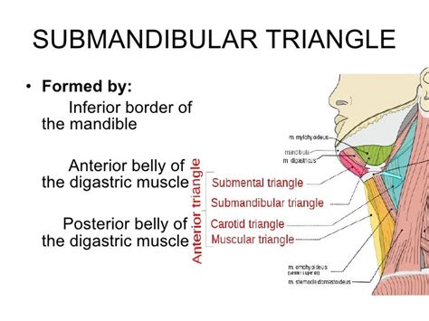 Triangles of the neck ppt year 1