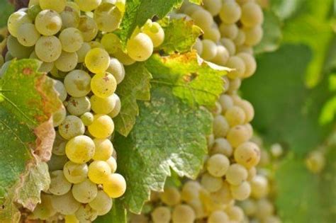 Growing Chardonnay Grapes: Growing Grapes From the Chardonnay Vine