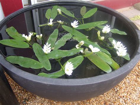 WATER HAWTHORNE-Live Plants, (Aponogeton distachyos) on sale now!– Pond Megastore