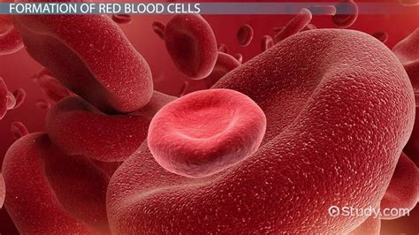 Red Blood Cell Formation | Process, Stages & Life Cycle - Lesson ...