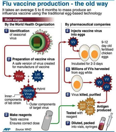 Infographic on Swine Flu Vaccine