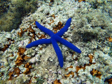 I didn't know there were blue Starfish until I went to Fiji, they were everywhere! : pics