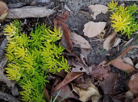 Learn about Sedum mexicanum Lemon Ball | Lemon Ball Stonecrop | Perennial Encyclopedia by Plant ...