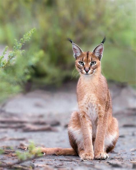 Caracal, Amazing and Exotic Feline as a Pet #Caracal #Caracalcat #Caracalpet Amazing Animals ...