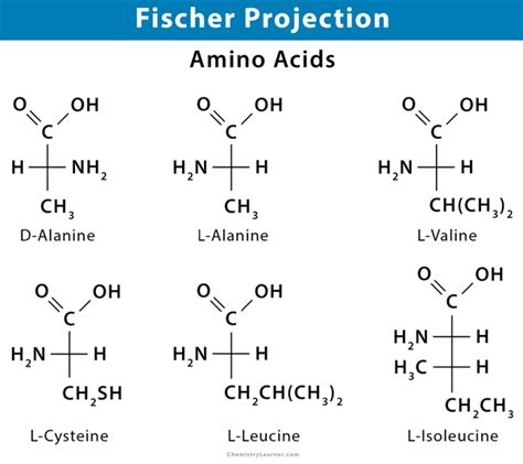 Fischer Projection: Definition, Illustration, and Examples