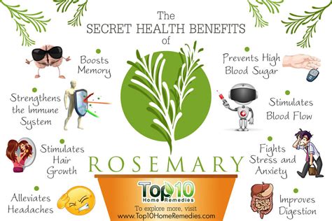 Paul' Web Logs: Secret Health Benefits of Rosemary