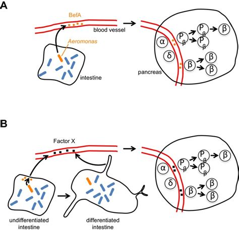 Microbiota: From bugs to beta cells | eLife