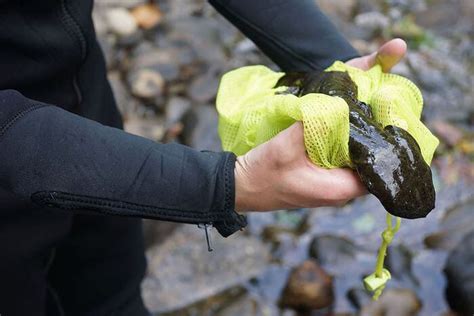 What is a hellbender? And why do they want to protect it? - pennlive.com