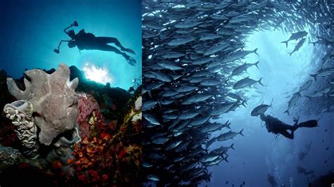 Scuba Diving In Moalboal Cebu Philippines | Fasci Garden