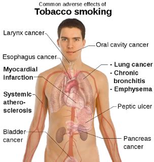 THE EFFECTS OF SMOKING: Smoking Effects on the Human Body